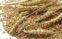 Wheat grains Wheat grains