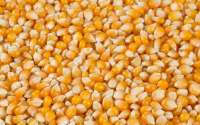 Corn kernels Corn kernels