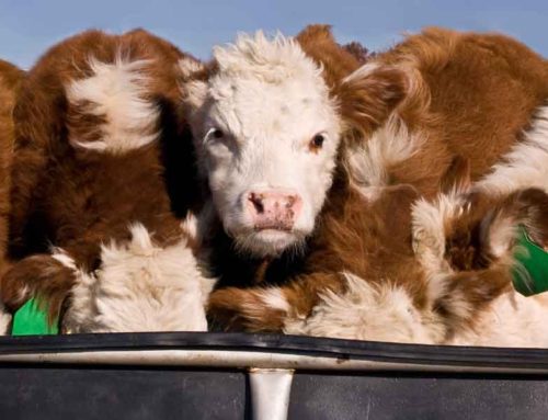 Fibre Methods Compared