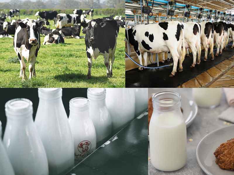 Bagaimana menerapkan Keamanan Pangan di hulu industri susu untuk mencapai nilai ekonomi yang tinggi?