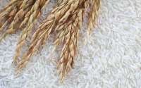 Rice grain Rice grain