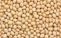 Soya beans Soya beans